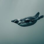 Schwimmen lernen: Tipps und Tricks für Einsteiger