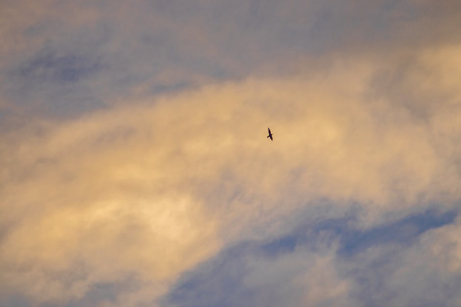 Vögel erlernen Flugfähigkeit schnell