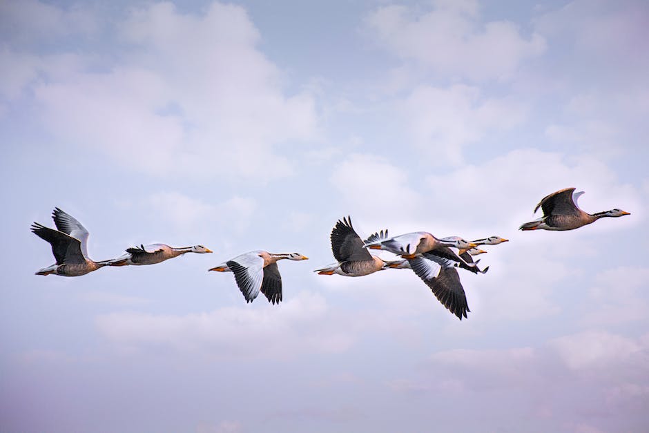 vögel lernen schnell fliegen